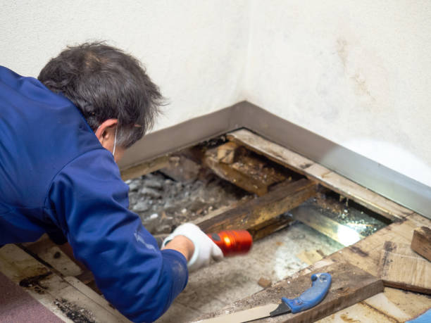 Best Professional Mold Removal  in Lake Isabella, CA