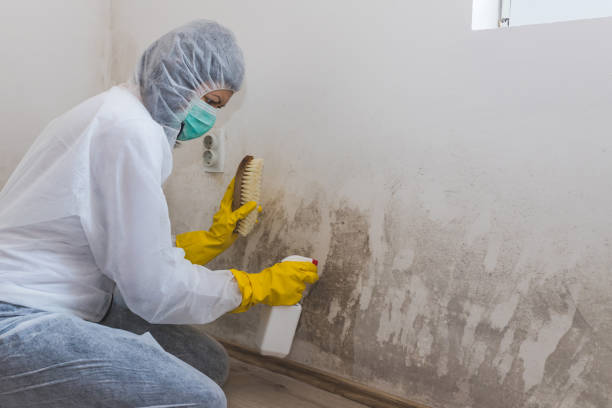 Best Commercial Mold Removal  in Lake Isabella, CA
