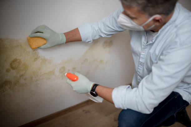Best Crawl Space Mold Removal  in Lake Isabella, CA