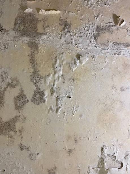 Trusted Lake Isabella, CA Mold Removal Experts