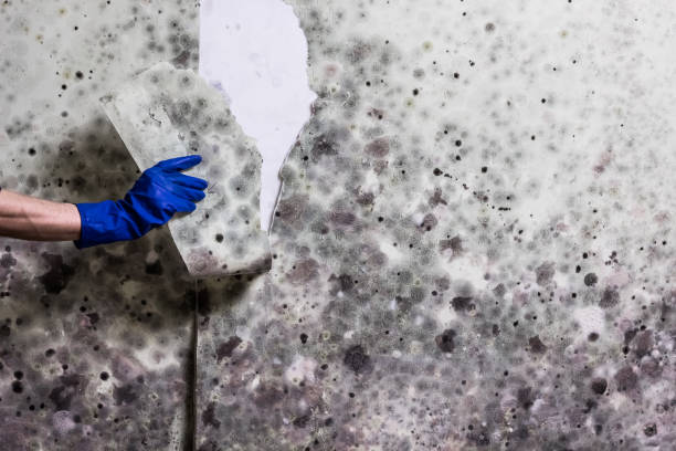 Home Mold Removal in Lake Isabella, CA